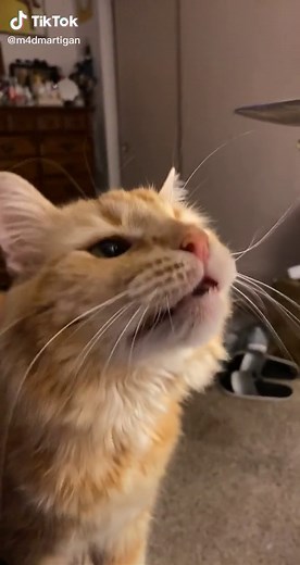 The drama! #cats #catsoftiktok #icecream #brainfreeze #lol #help