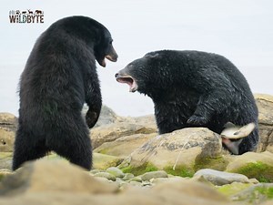 Wild Vancouver Islands #Wildlife #VancouverIslands #NatureSeries #IslandLife #WildNorth | WildByte