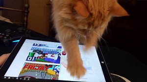 Parker vs Touch Screen Parker The Cat