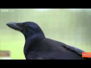 Genius Crow Solves Eight Complex Puzzles in Amazing Video