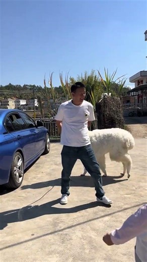 Bringing Alpacas Home for the Spring Festival: A Folk Magic Adventure