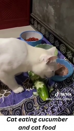 Cat eating cucumber and cat food