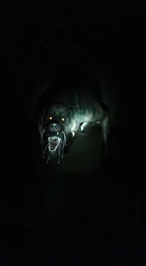 [Archive ID 733]: SCP-023 - Black Shuck #scp #shorts