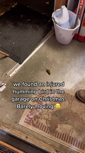 Rescuing an Injured Hummingbird on Christmas: Heartwarming Recovery Story