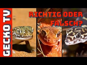 Ist es FALSCH, ein Gecko-Wüstenterrarium zu haben?