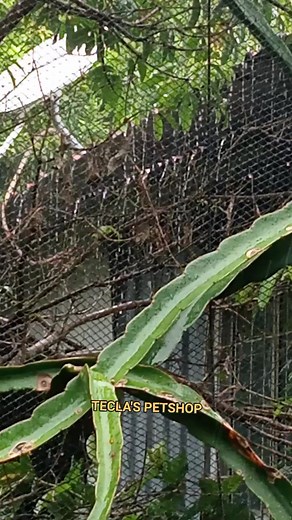 #redearedslider #redearedsliderturtle #turtles #breeding #breedseason2025 #aquarium #pond #hobby #pet #Petshop #teclaspetshop #teclaspetsandaquarium #rolandsfinswingsandpaws #fypシ #fypシ゚viralシfypシ゚ #animals # | Tecla's pets and aquarium