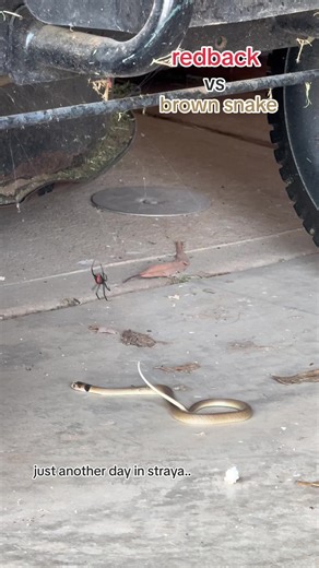 dazzling showdown between redback spider and brown snake