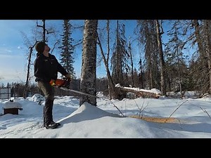 The Forest is a Resource | Harvesting Lumber & Cutting Dangerous Trees