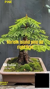 Can any tree become a bonsai? The answer might surprise you! Discover what it takes to turn an ordinary tree into a miniature masterpiece. #bonsai #gardening #treestyling | Bonsaibarn