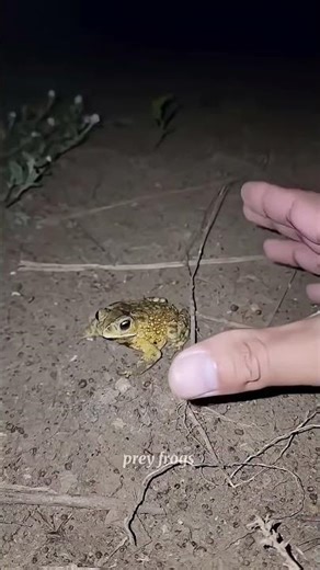 Catch big frogs funny | Try don't laugh | wepwep catching frogs make you laugh #shortsviral