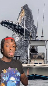 Sea gossip goes crazy | Casual Geographic