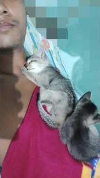 Snuggle Buddies 🥹 Kittens Sleeping on Owner's Chest is Pure Love! #Shorts