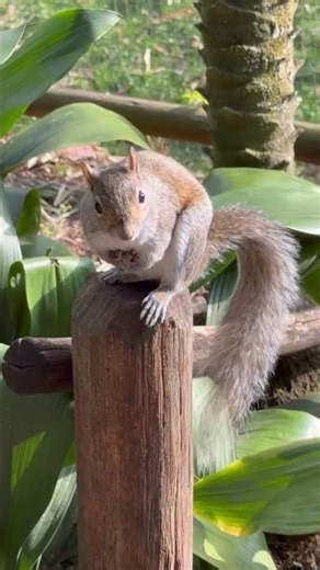 Squirrel stealing the attention at the Animal Kingdom
