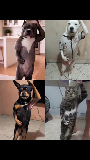 baile de jamal tutorial paso jamal exagerado original dancing dog in brazil jamal tiktok dances tutorial trend paso jamal exagerado original passinho do jamal passinho do jv como hacer que mi perro haga el paso de jamal#capcut #capcutpioneer como hacer el video del perro bailando hacer el video del perro bailando tutorial baile de jamal tutorial ai baile de jamal tutorial ai perro baile de jamal original baile de jamal tutorial baile de jamal meme baile de jamal tutorial los boys baile de jamal 