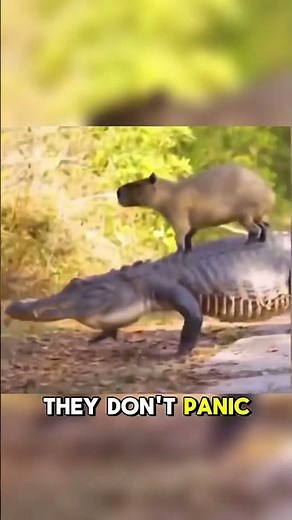 Why Capybaras Are the Chillest Animals on Earth 😳