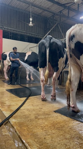 Work is underway to clean up a huge pile of cow dung.#cowdung #cleaning #farming #shorts