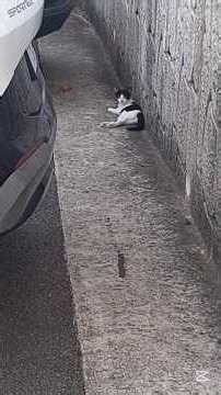 Our Holiday Evening #StrayCatProtection #StopPetAbuseAndAbandonment #AnimalLove