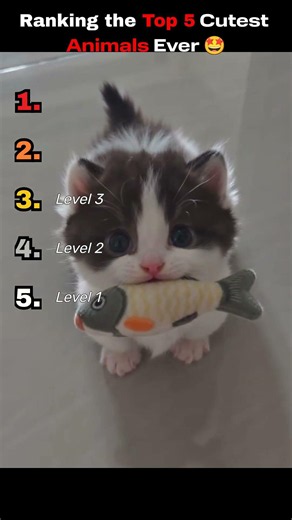 Ranking the Top 5 Cutest Animals Ever! 🐼🐶🐱 (You Won’t Believe #1!)
