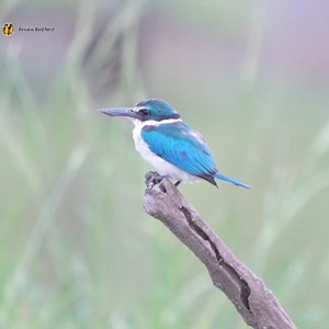4K views · 927 reactions | The collared kingfisher Bird | Review Bird Nest | Facebook