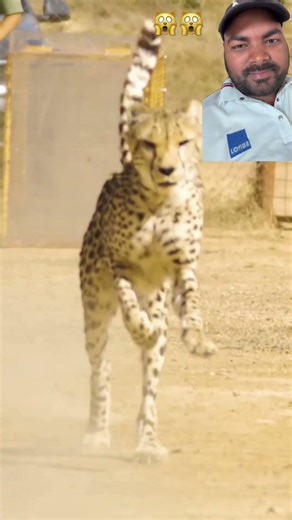 I reached a cheetah Speed test #status #motivationalquotes #duet #dengue