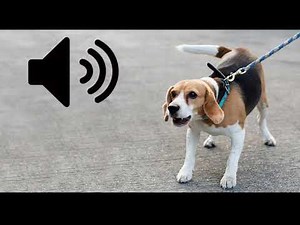 Beagle dog barking sound effect (Free to use)(No copyright)