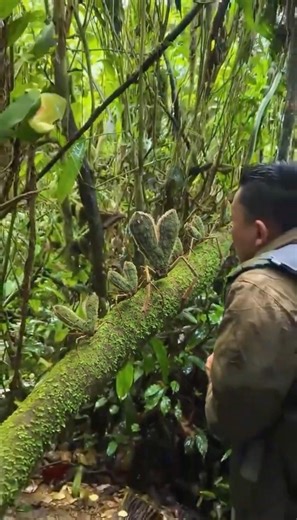 Selva Hearts grow their own camouflage: fern spores germinate in porous chitin after each rain