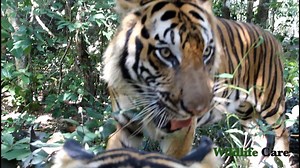 4.1K views · 271 reactions | ពិតជាប្លែកអារម្មណ៏! មើលវីដេអូនេះហើយទើបដឹងថា ខ្លាដំបងក៏ចេះមានស្នេហាអញ្ចឹងដែរ!​ (តាមញ៉ែ)​។ ចង់ឃើញច្បាស់ផ្ទាល់ តោះ​​​ រដូវបុណ្យភ្ជុំនេះទៅកំសាន្ត​ ភ្នំតាម៉ៅ | Natural Network | Facebook