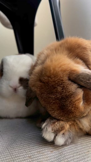 33K views · 2K reactions | Bun loaves癩 | Lola the cutest lop | Facebook