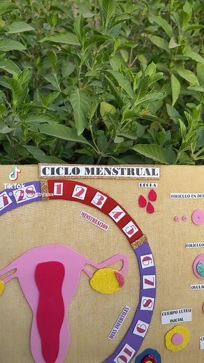 Maqueta Creativa del Ciclo Menstrual para Estudiantes