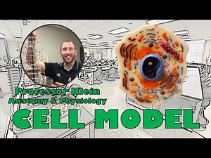 What’s inside a human cell?