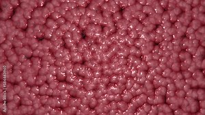 Blood cells movement under a microscope. Red blood cells, white blood cells, platelets and plasma