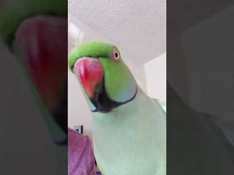 Indian Ringneck parrot talking