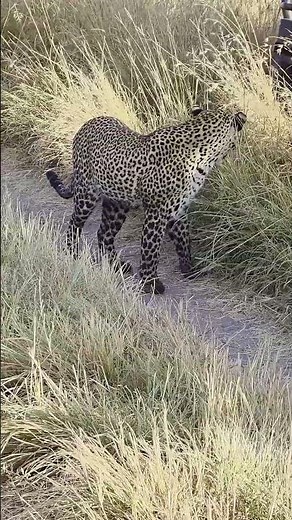 Leopard Walking Gracefully Across the African Savannah