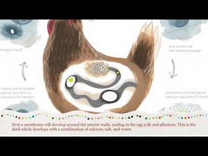 Process of laying eggs:chickens
