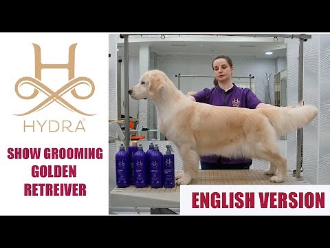 Show Grooming for Golden Retriever with #Hydra