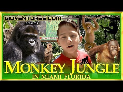 Monkey Jungle in Miami Florida - Where Humans are Caged and Monkey Run Wild