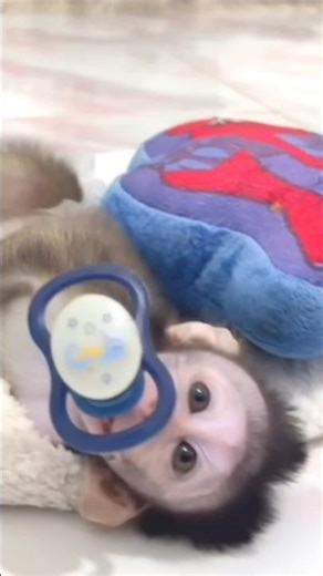 “She Tried So Hard to Balance the Pacifier… Too Cute! 🐵😂🍼”