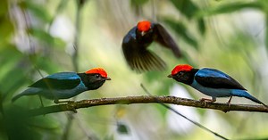 Ask Kenn Kaufman: Why Do Some Birds Have Such Extreme Mating Rituals?