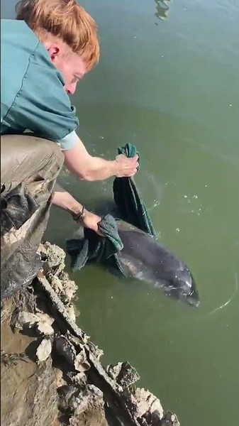 Walrettung in der Nordsee, Insel Föhr, März 2026 #schweinswal #walrettung #porpoise