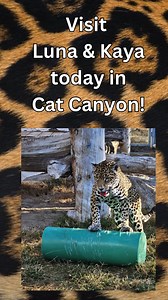 Lead Keeper Isabelle caught jaguar Luna playing with some enrichment and we thought it was perfect for International Jaguar Day! All of Luna's keepers have noticed how much Luna loves picking up and throwing large objects around. She's really good at grabbing items and carrying them around! Happy You Day Luna! | Lee Richardson Zoo