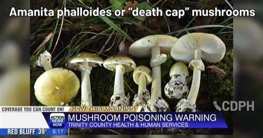 Trinity County Health and Human Services issues warning for poisonous mushrooms