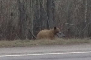 Bear appears to carry laptop computer at Montana roadside