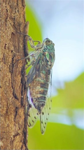 Oshi the Boom Bug 🦗 | Oshima Cicada Rapidly Ticking On A Tree