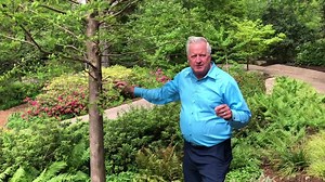 3.1K views · 176 reactions | The bald cypress is a deciduous conifer that is hardy and tough, with the capability to adapt to a wide range of soil types. It's also known for its russet-red needles in the fall. | Dallas Arboretum and Botanical Garden | Facebook