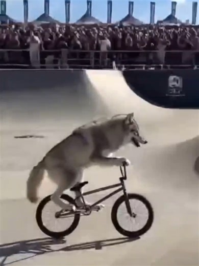 different animals stunt video😂😁😁😂 #funnyvideo #fypシ゚ #funny #animalsfunny #aianimals