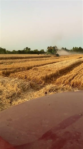 Trilla trigo Temporada 2025 - 2026, linares chile, tito villagra