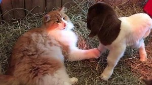 28M views · 21 reactions | A pregnant goat from West Virginia had an unexpected birthing coach show up days before delivery: Pretty Boy, a male cat. | USA TODAY | Facebook
