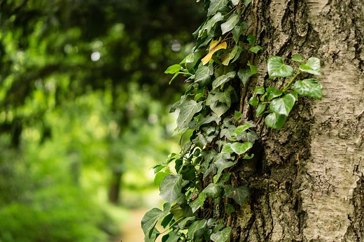 Définition | Lierre : qu'est-ce que c'est ? | Futura planète