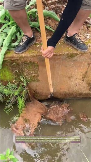 Muschio contro lama: Come una vanga piatta libera l'acqua che nutre i campi