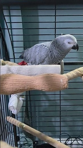 Pepette 😅🥰 (Cage open 24/7)